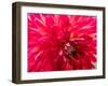 USA, Washington State, Pacific Northwest Sammamish Dahlia flowers in bloom-Sylvia Gulin-Framed Photographic Print