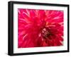 USA, Washington State, Pacific Northwest Sammamish Dahlia flowers in bloom-Sylvia Gulin-Framed Photographic Print