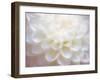 USA, Washington State, Pacific Northwest Sammamish Dahlia flowers in bloom-Sylvia Gulin-Framed Photographic Print