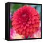 USA, Washington State, Pacific Northwest Sammamish Dahlia flowers in bloom-Sylvia Gulin-Framed Stretched Canvas