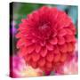 USA, Washington State, Pacific Northwest Sammamish Dahlia flowers in bloom-Sylvia Gulin-Stretched Canvas