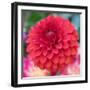 USA, Washington State, Pacific Northwest Sammamish Dahlia flowers in bloom-Sylvia Gulin-Framed Photographic Print