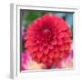 USA, Washington State, Pacific Northwest Sammamish Dahlia flowers in bloom-Sylvia Gulin-Framed Photographic Print