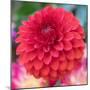 USA, Washington State, Pacific Northwest Sammamish Dahlia flowers in bloom-Sylvia Gulin-Mounted Photographic Print