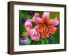 USA, Washington State, Pacific Northwest Sammamish Orange Tiger Lily close up-Sylvia Gulin-Framed Photographic Print