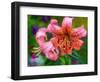 USA, Washington State, Pacific Northwest Sammamish Orange Tiger Lily close up-Sylvia Gulin-Framed Photographic Print