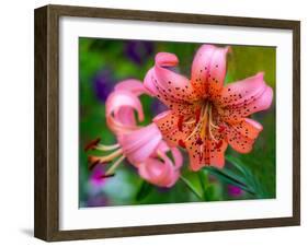 USA, Washington State, Pacific Northwest Sammamish Orange Tiger Lily close up-Sylvia Gulin-Framed Photographic Print