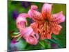 USA, Washington State, Pacific Northwest Sammamish Orange Tiger Lily close up-Sylvia Gulin-Mounted Photographic Print