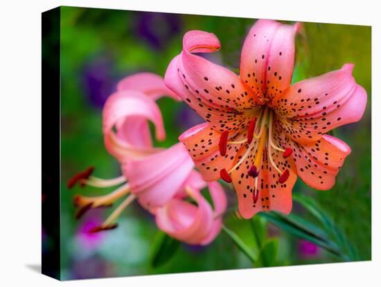 USA, Washington State, Pacific Northwest Sammamish Orange Tiger Lily close up-Sylvia Gulin-Stretched Canvas