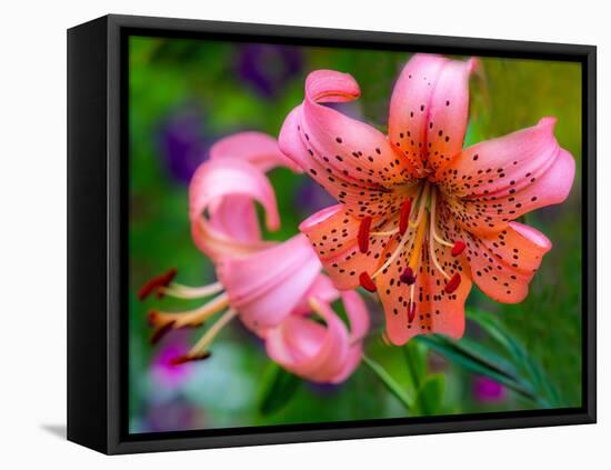 USA, Washington State, Pacific Northwest Sammamish Orange Tiger Lily close up-Sylvia Gulin-Framed Stretched Canvas