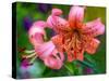 USA, Washington State, Pacific Northwest Sammamish Orange Tiger Lily close up-Sylvia Gulin-Stretched Canvas