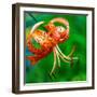 USA, Washington State, Pacific Northwest Sammamish Orange Tiger Lily close up-Sylvia Gulin-Framed Photographic Print