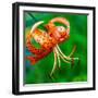 USA, Washington State, Pacific Northwest Sammamish Orange Tiger Lily close up-Sylvia Gulin-Framed Photographic Print