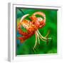 USA, Washington State, Pacific Northwest Sammamish Orange Tiger Lily close up-Sylvia Gulin-Framed Photographic Print