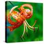 USA, Washington State, Pacific Northwest Sammamish Orange Tiger Lily close up-Sylvia Gulin-Stretched Canvas