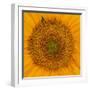 USA, Washington State, Pacific Northwest Sammamish Orange / yellow sunflower close up-Sylvia Gulin-Framed Photographic Print