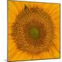 USA, Washington State, Pacific Northwest Sammamish Orange / yellow sunflower close up-Sylvia Gulin-Mounted Photographic Print