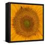 USA, Washington State, Pacific Northwest Sammamish Orange / yellow sunflower close up-Sylvia Gulin-Framed Stretched Canvas