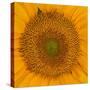 USA, Washington State, Pacific Northwest Sammamish Orange / yellow sunflower close up-Sylvia Gulin-Stretched Canvas