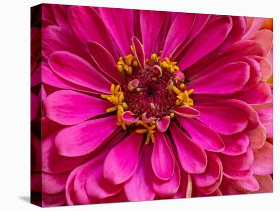 USA, Washington State, Pacific Northwest Sammamish pink Zinnia close up-Sylvia Gulin-Stretched Canvas