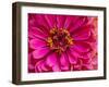 USA, Washington State, Pacific Northwest Sammamish pink Zinnia close up-Sylvia Gulin-Framed Photographic Print