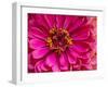 USA, Washington State, Pacific Northwest Sammamish pink Zinnia close up-Sylvia Gulin-Framed Photographic Print