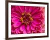 USA, Washington State, Pacific Northwest Sammamish pink Zinnia close up-Sylvia Gulin-Framed Photographic Print