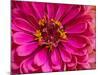 USA, Washington State, Pacific Northwest Sammamish pink Zinnia close up-Sylvia Gulin-Mounted Photographic Print