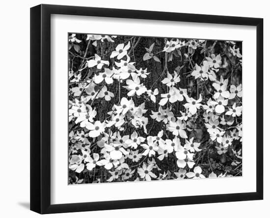 USA, Washington State, Pacific Northwest Sammamish White Dogwood blooming early spring-Sylvia Gulin-Framed Photographic Print