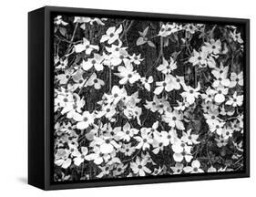 USA, Washington State, Pacific Northwest Sammamish White Dogwood blooming early spring-Sylvia Gulin-Framed Stretched Canvas