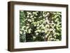 USA, Washington State, Pacific Northwest Sammamish White Dogwood blooming early spring-Sylvia Gulin-Framed Photographic Print