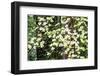 USA, Washington State, Pacific Northwest Sammamish White Dogwood blooming early spring-Sylvia Gulin-Framed Photographic Print