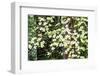 USA, Washington State, Pacific Northwest Sammamish White Dogwood blooming early spring-Sylvia Gulin-Framed Photographic Print