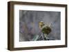 USA, Washington State. Pacific Wren, Troglodytes pacificus, singing from a perch.-Gary Luhm-Framed Photographic Print