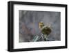 USA, Washington State. Pacific Wren, Troglodytes pacificus, singing from a perch.-Gary Luhm-Framed Photographic Print