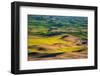 USA, Washington State, Palouse and Steptoe Butte State Park view of Wheat and Canola-Sylvia Gulin-Framed Photographic Print