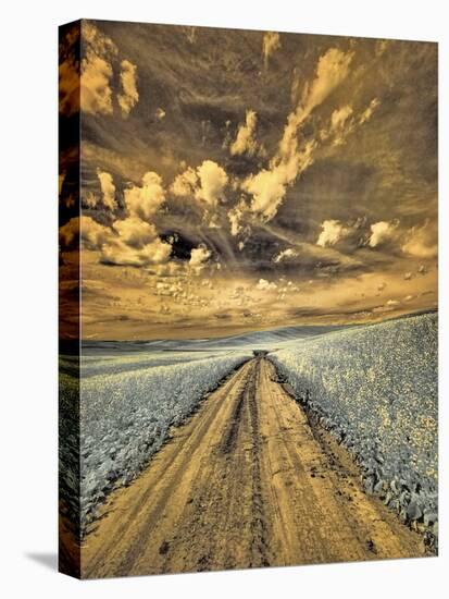 USA, Washington State, Palouse. Backcountry road through canola field and clouds-Terry Eggers-Stretched Canvas