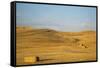 USA, Washington State, Palouse. Bales of straw in field.-Deborah Winchester-Framed Stretched Canvas