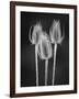 USA, Washington State, Palouse. Black and white of dried teasels.-Deborah Winchester-Framed Photographic Print