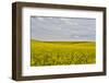 USA, Washington State, Palouse. Canola field in Pullman.-Hollice Looney-Framed Photographic Print