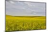 USA, Washington State, Palouse. Canola field in Pullman.-Hollice Looney-Mounted Photographic Print