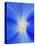 USA, Washington State, Palouse. Close-up of a Morning Glory Flower-Dennis Flaherty-Stretched Canvas