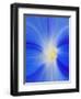 USA, Washington State, Palouse. Close-up of a Morning Glory Flower-Dennis Flaherty-Framed Photographic Print