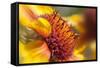 USA, Washington State, Palouse. Close-up of a Sunflower-Dennis Flaherty-Framed Stretched Canvas