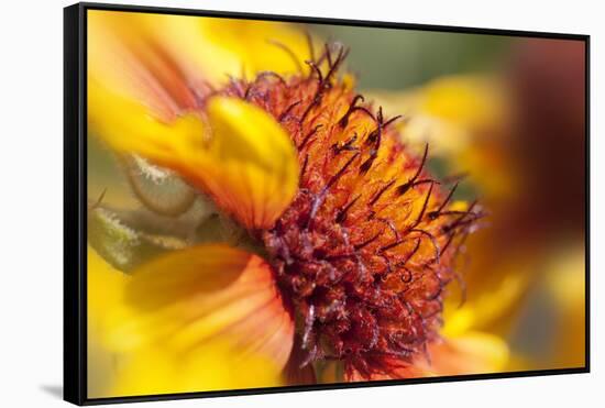 USA, Washington State, Palouse. Close-up of a Sunflower-Dennis Flaherty-Framed Stretched Canvas