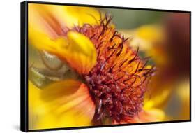 USA, Washington State, Palouse. Close-up of a Sunflower-Dennis Flaherty-Framed Stretched Canvas