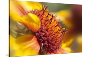 USA, Washington State, Palouse. Close-up of a Sunflower-Dennis Flaherty-Stretched Canvas