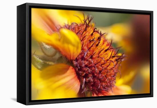 USA, Washington State, Palouse. Close-up of a Sunflower-Dennis Flaherty-Framed Stretched Canvas