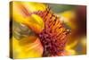 USA, Washington State, Palouse. Close-up of a Sunflower-Dennis Flaherty-Stretched Canvas