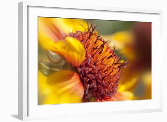 USA, Washington State, Palouse. Close-up of a Sunflower-Dennis Flaherty-Framed Photographic Print